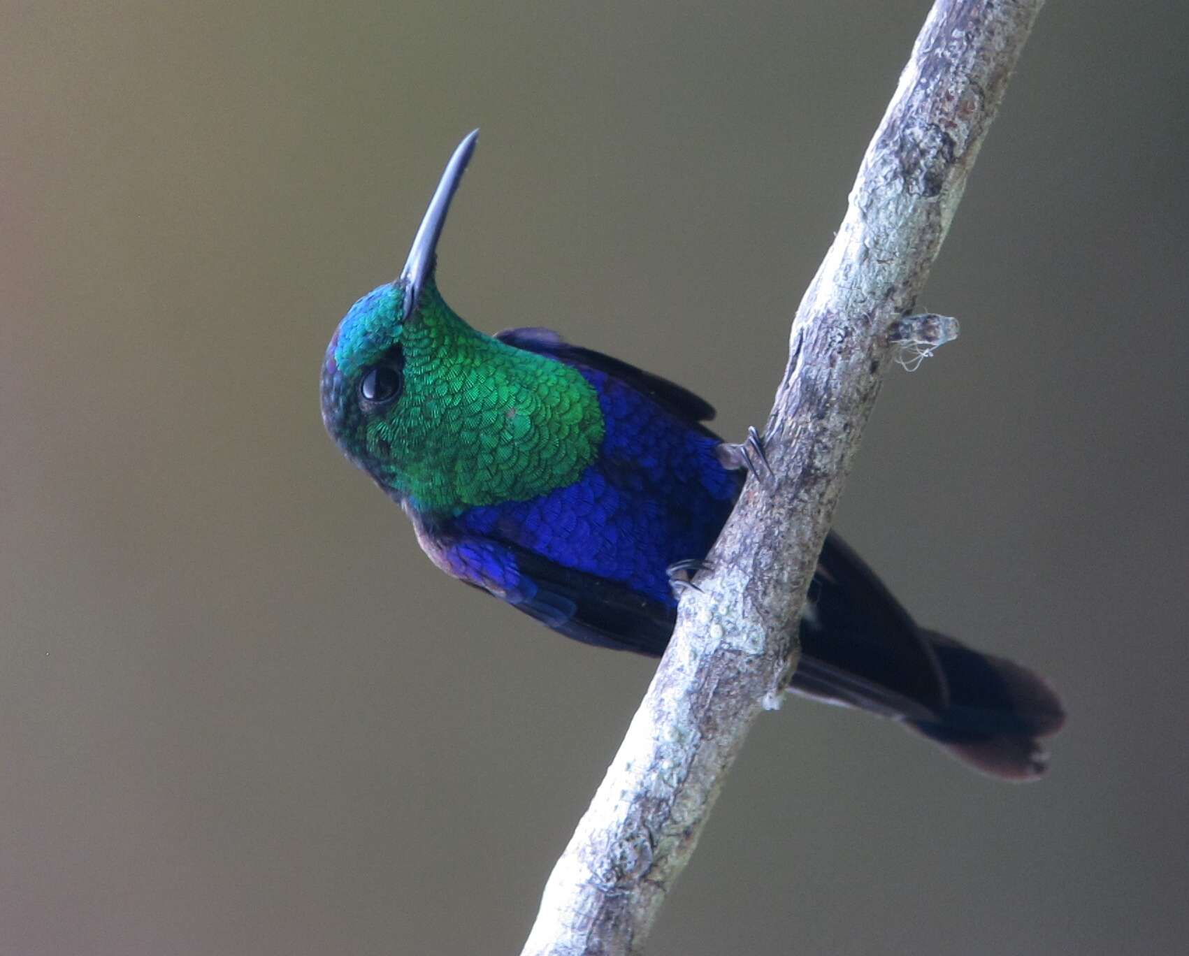 Image of Crowned Woodnymph