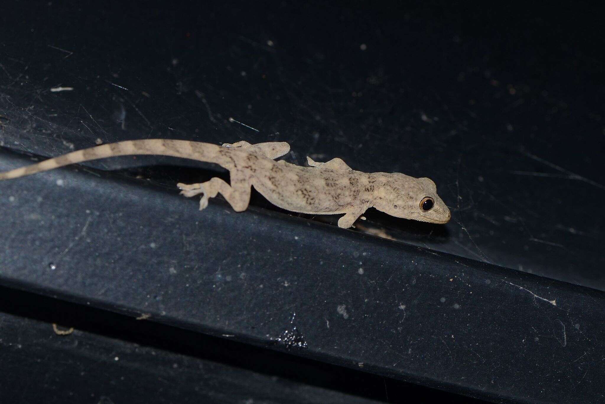 Image of Peking Gecko