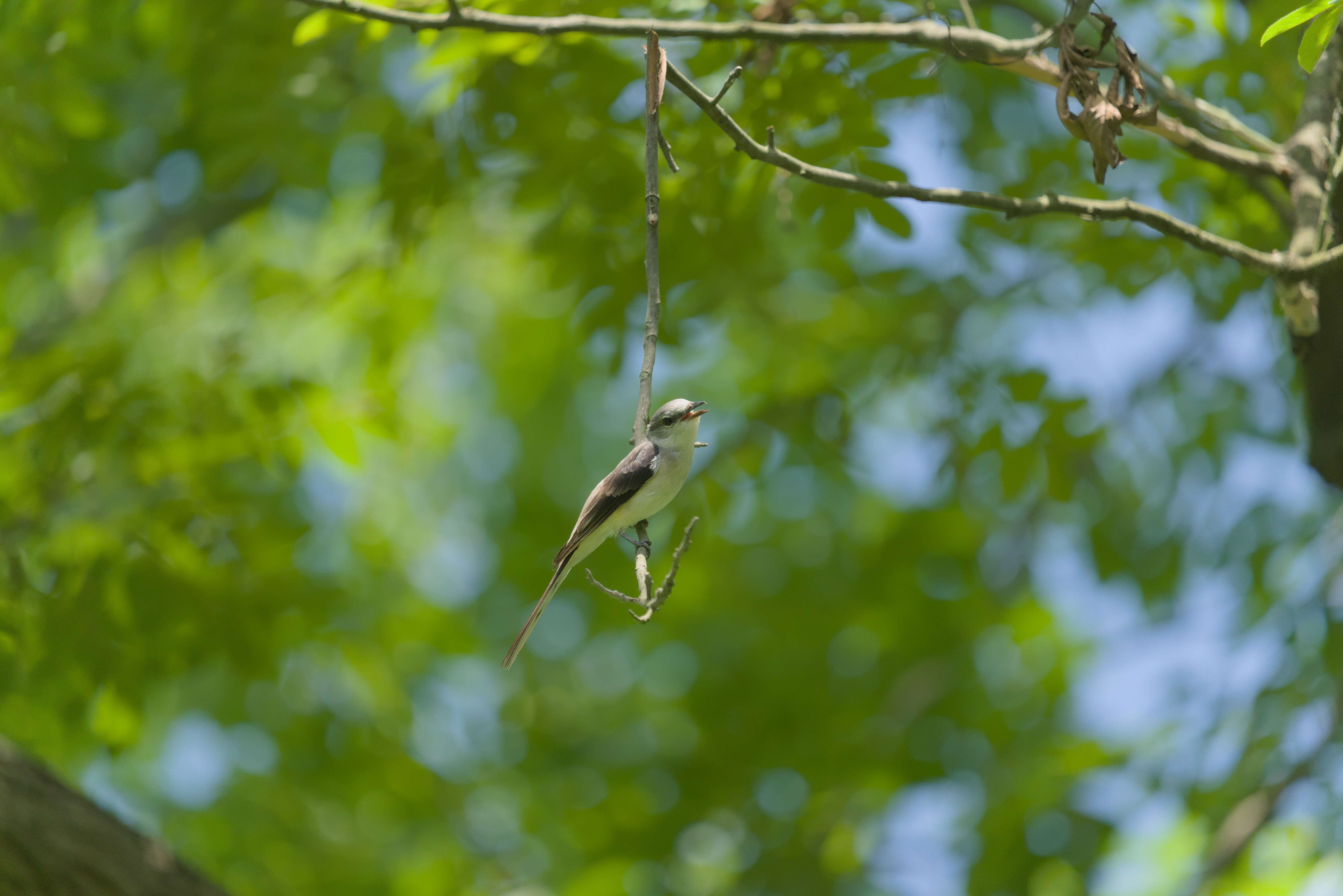 Image of Brown-rumped Minivet