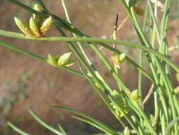 Image of Schoenoplectiella dissachantha (S. T. Blake) Lye