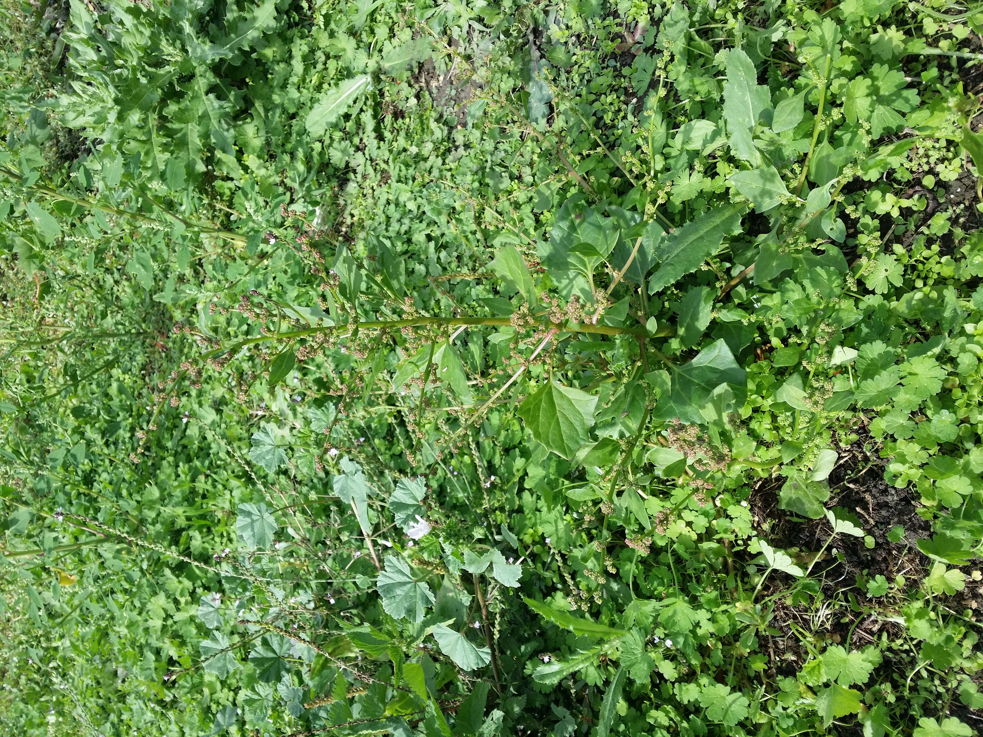 Image of Low Goosefoot