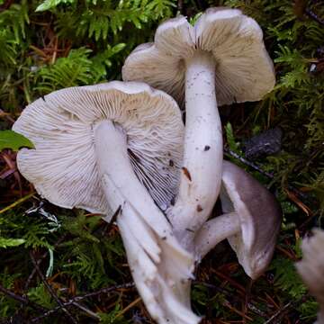 Image of Tricholoma nigrum Shanks & Ovrebo 1996