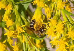 Halictus ligatus Say 1837的圖片