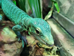 Image of Emerald Monitor