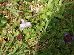 Image of common dog-violet