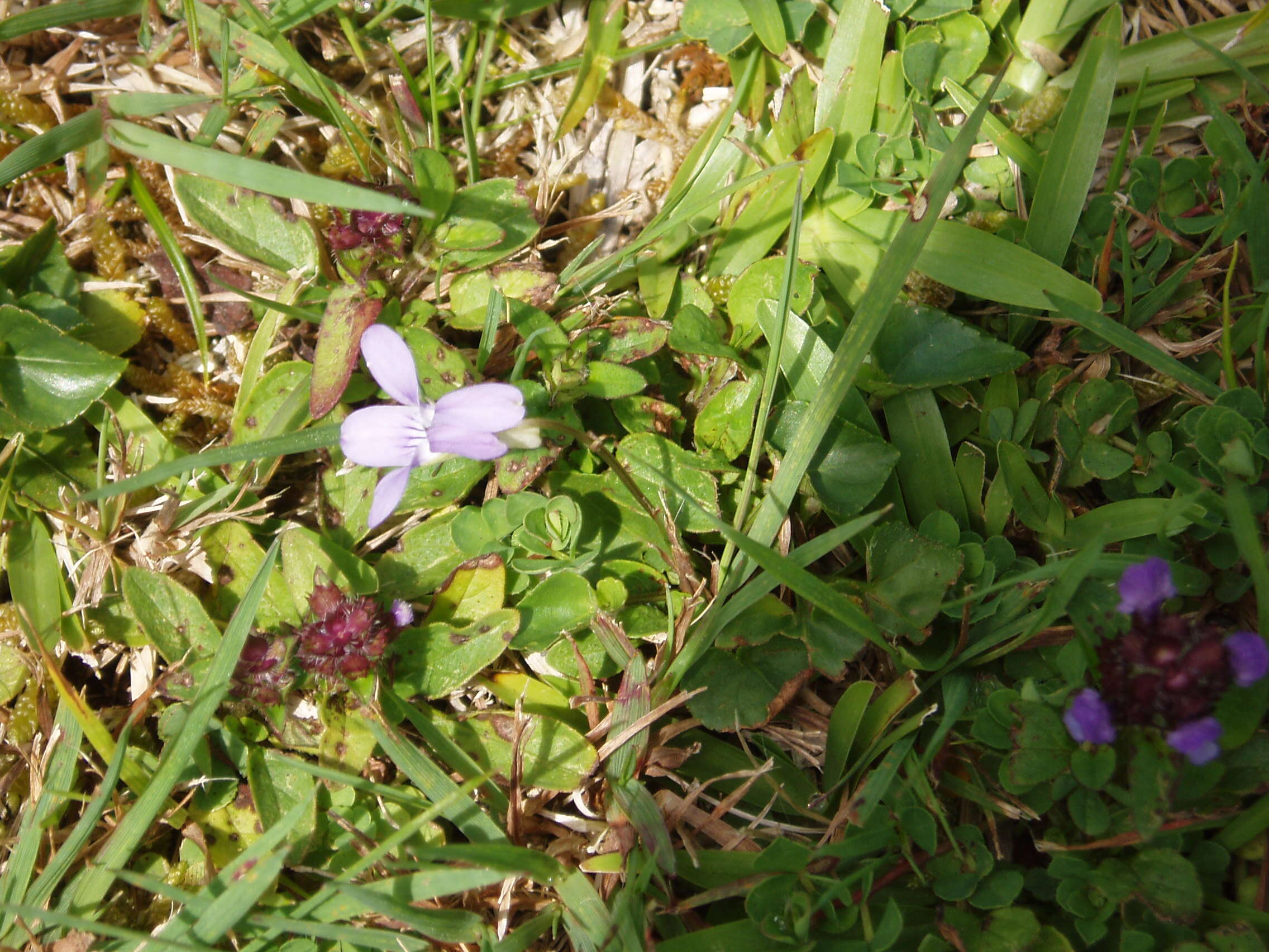 Image of common dog-violet