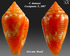 Image of Conasprella damasoi (Cossignani 2007)
