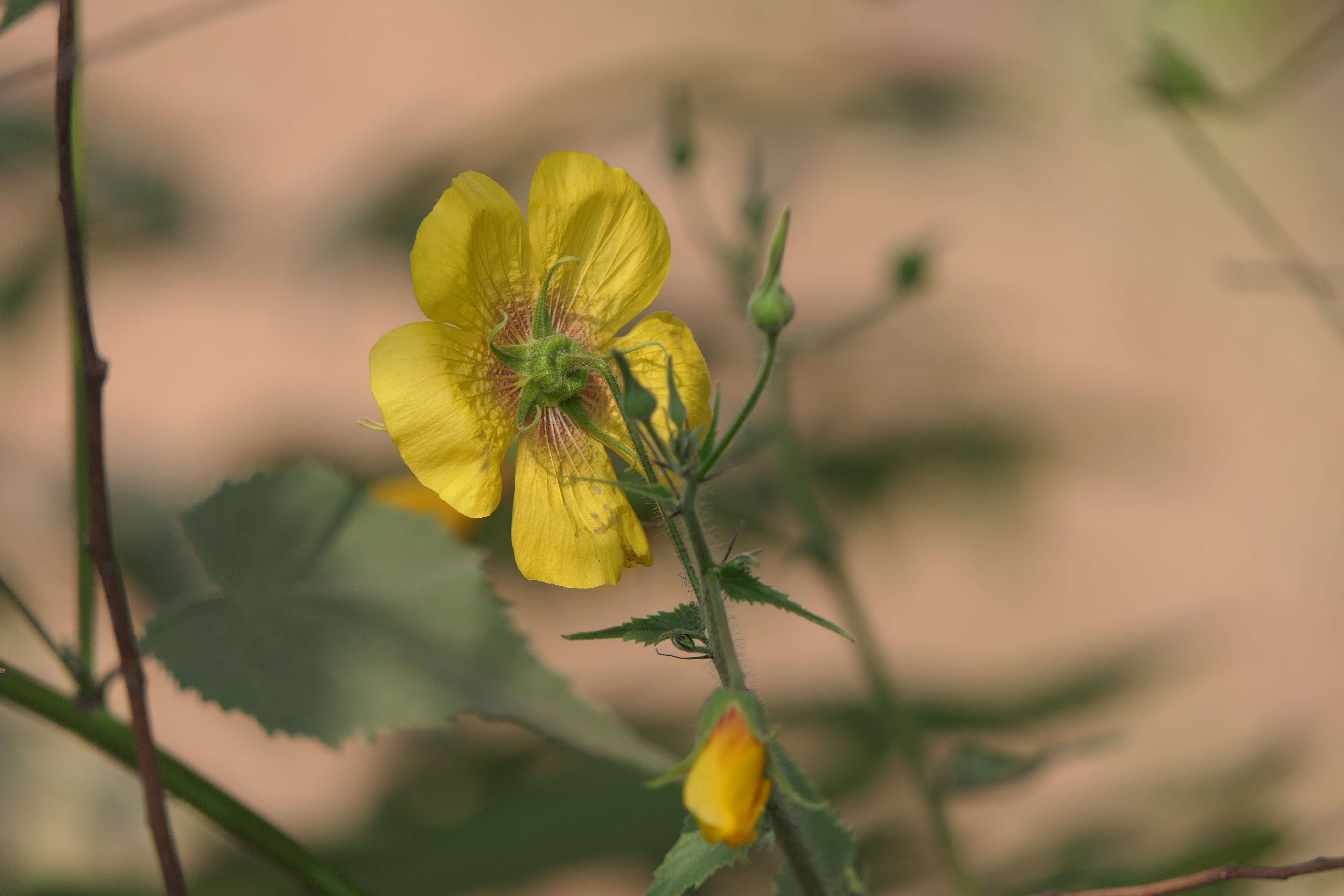 Imagem de Abutilon persicum (Burm. fil.) Merr.