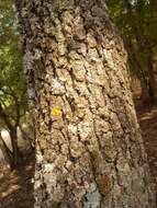 Image of Dalechamp's Oak