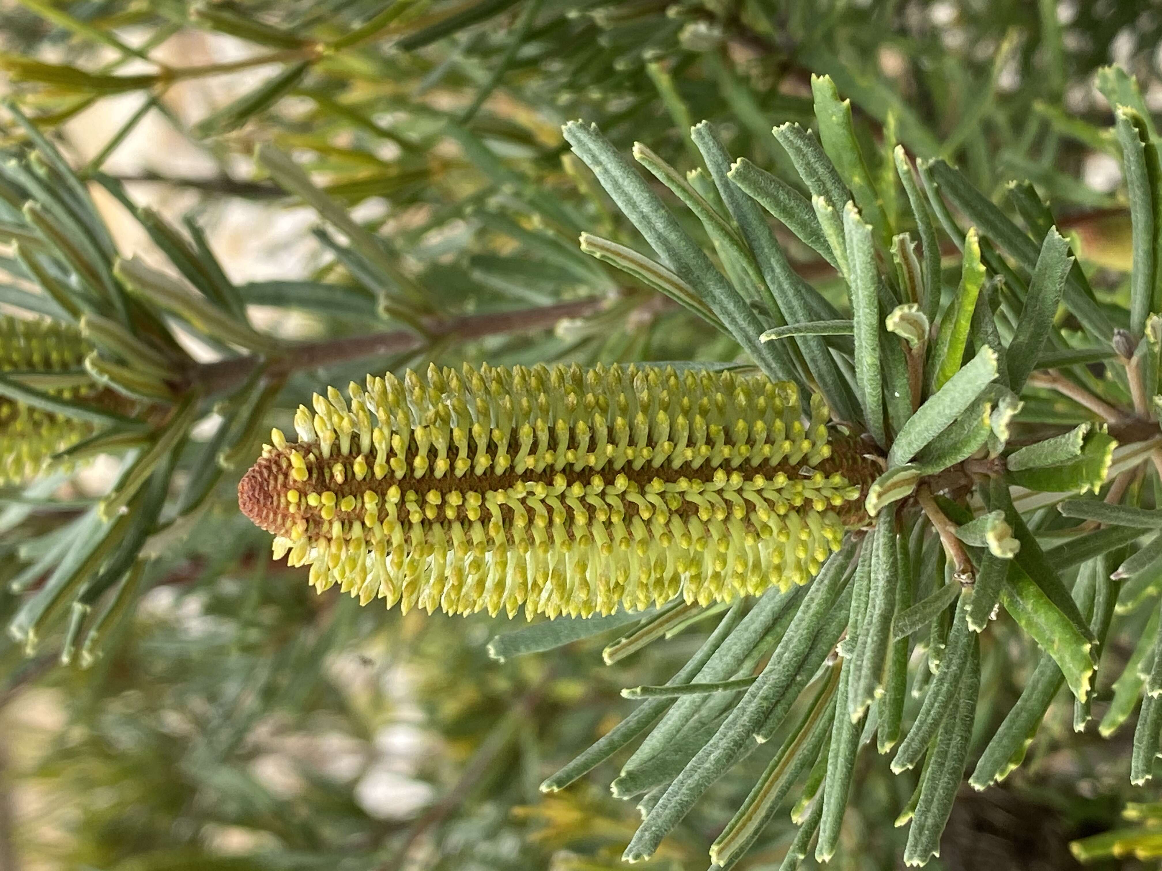 Image of Banksia occidentalis R. Br.