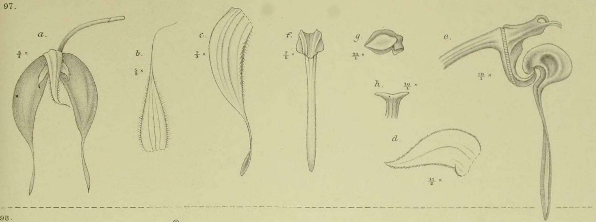 Image of Bulbophyllum nasica Schltr.