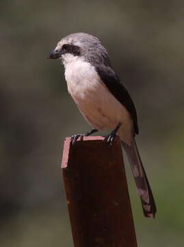 Image of Mackinnon's Shrike