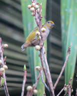 Image of Orange-bellied Euphonia