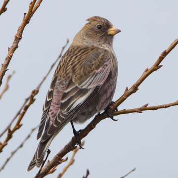 Image of Asian Rosy Finch