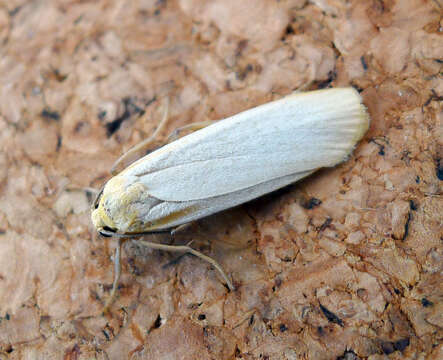 Image of buff footman