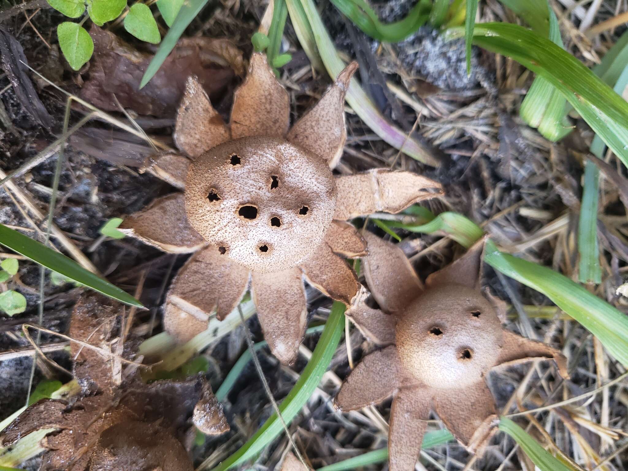 Image de Myriostoma coliforme (Dicks.) Corda 1842