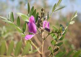 Image of Cork bush