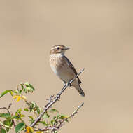 Image of Whinchat