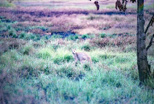 Image of Agile Wallaby