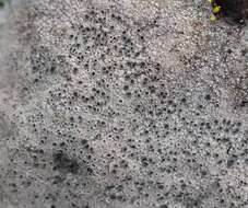 Image of Cow pie lichen