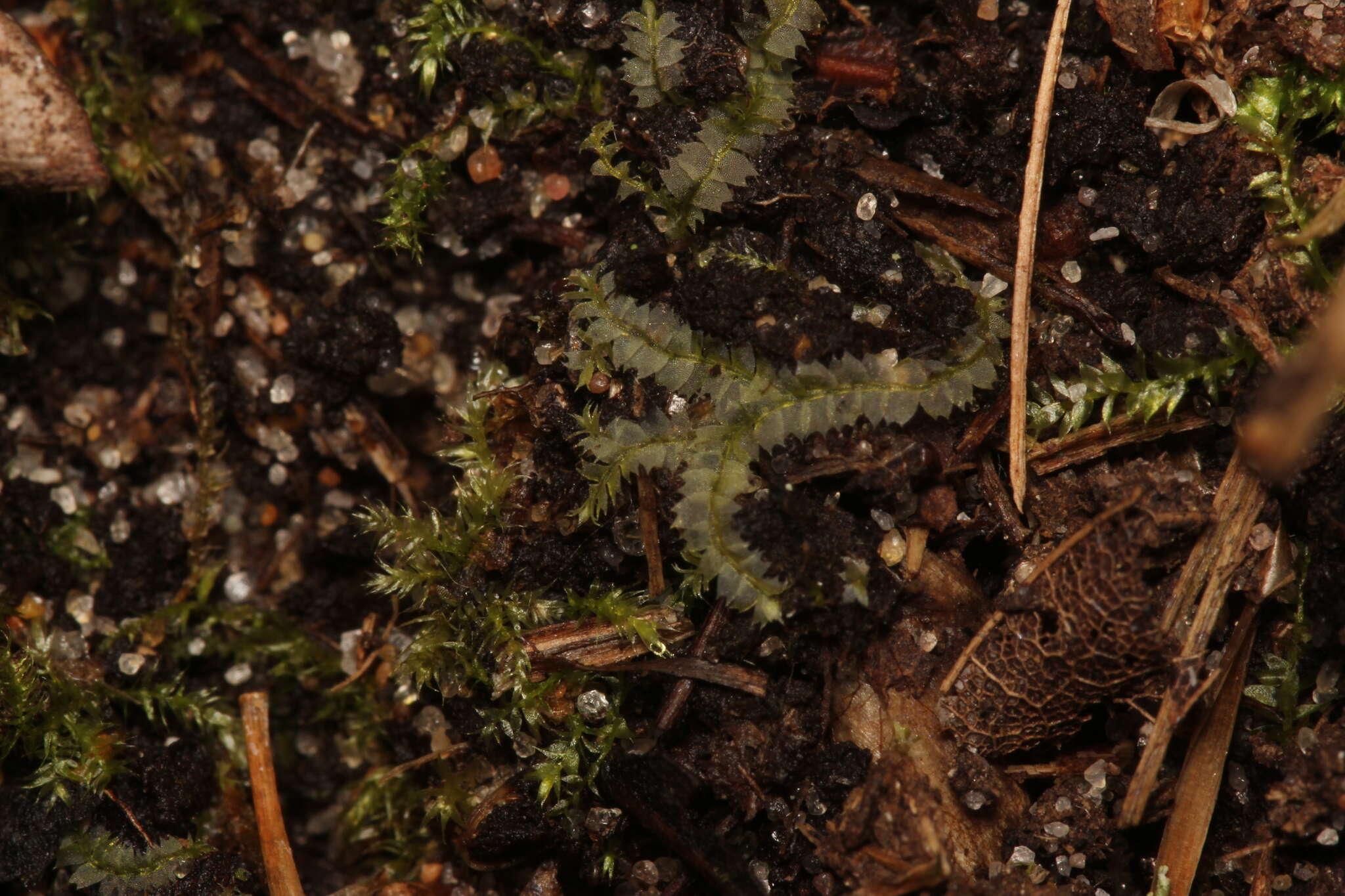 Image of Geocalycaceae