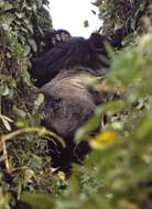 Image of Mountain Gorilla