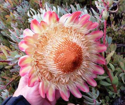 Image of Protea sulphurea Phillips