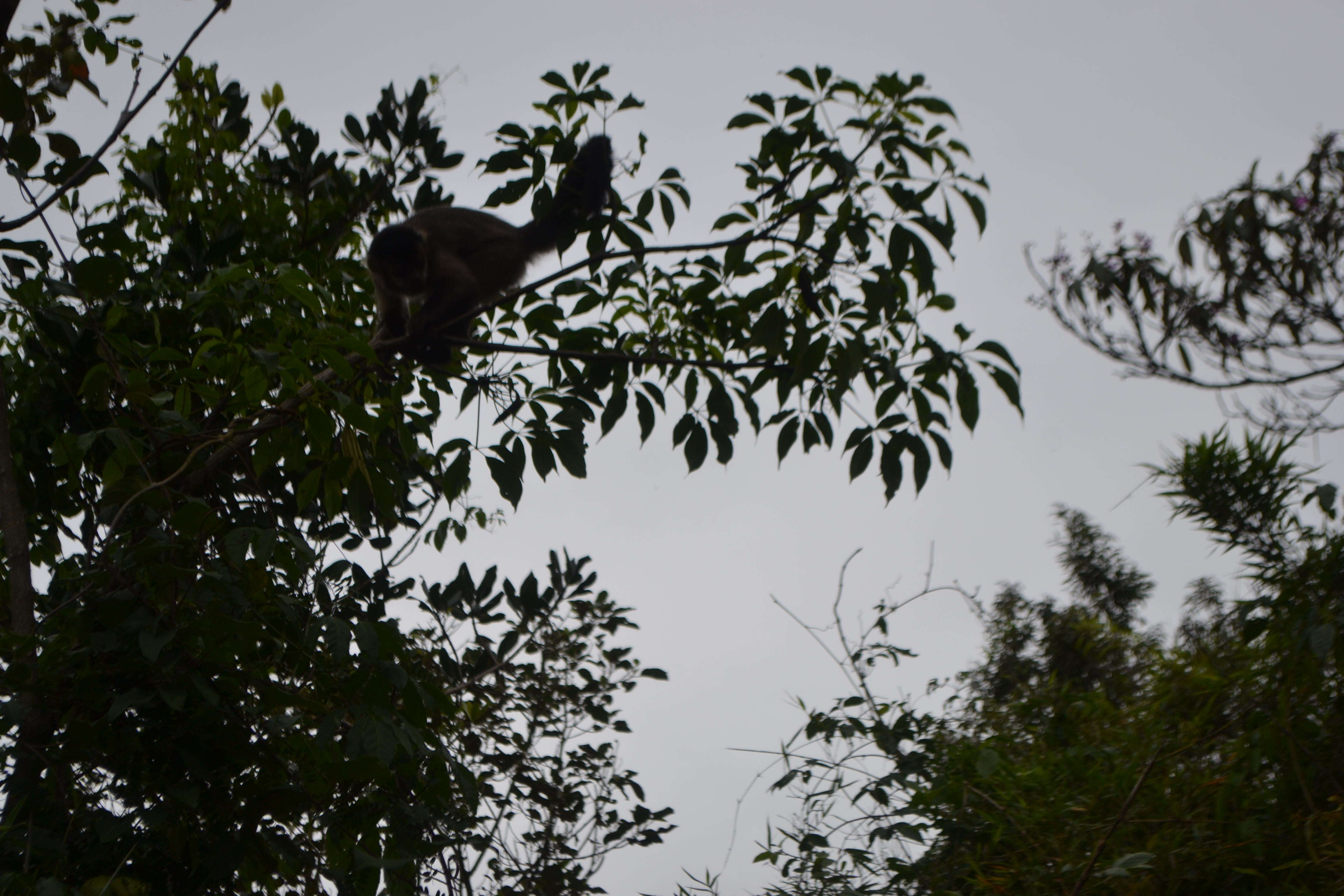 Image of Black Capuchin