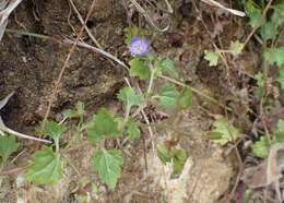 Image of Speedwell