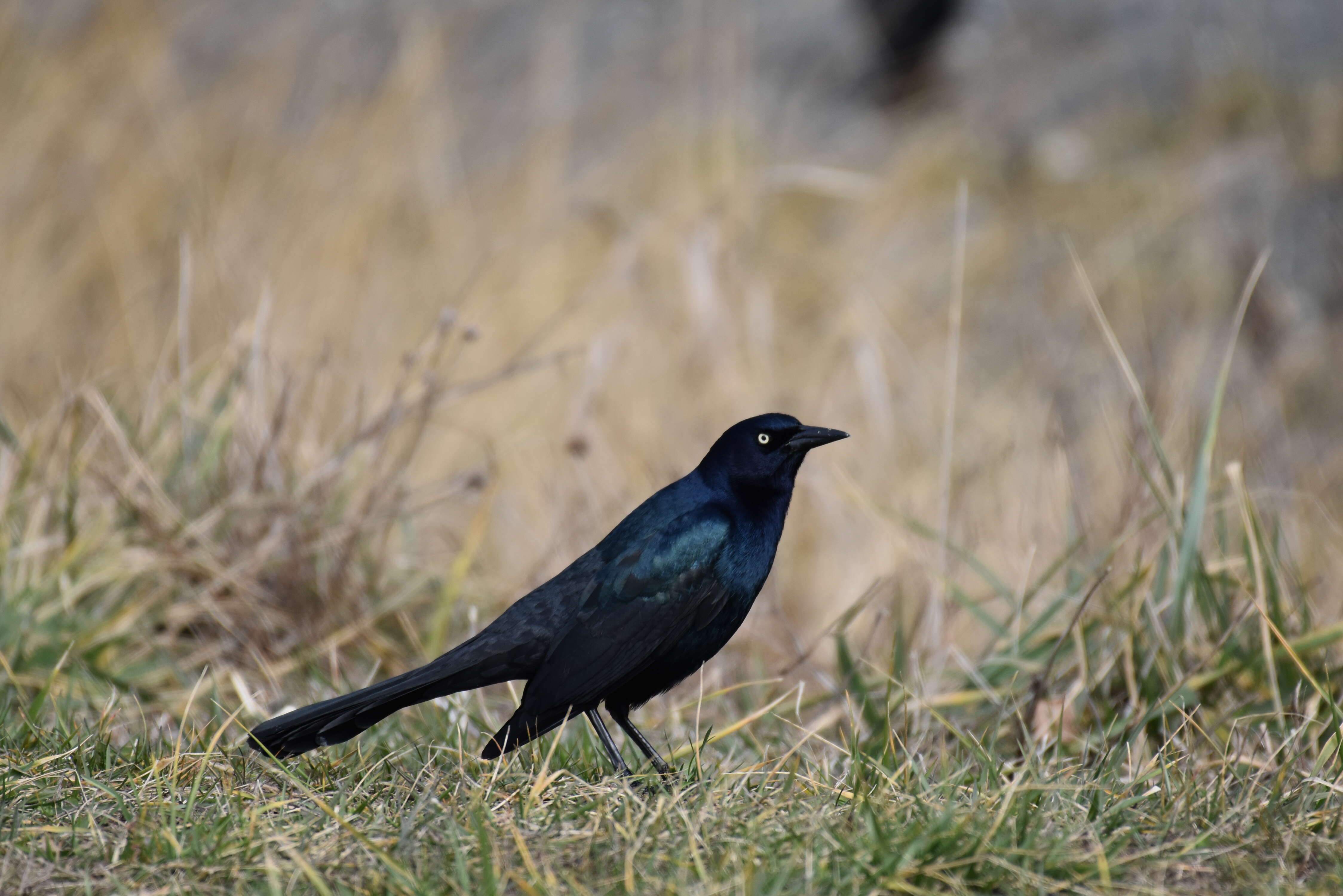 Image of Boat-tailed Grackle