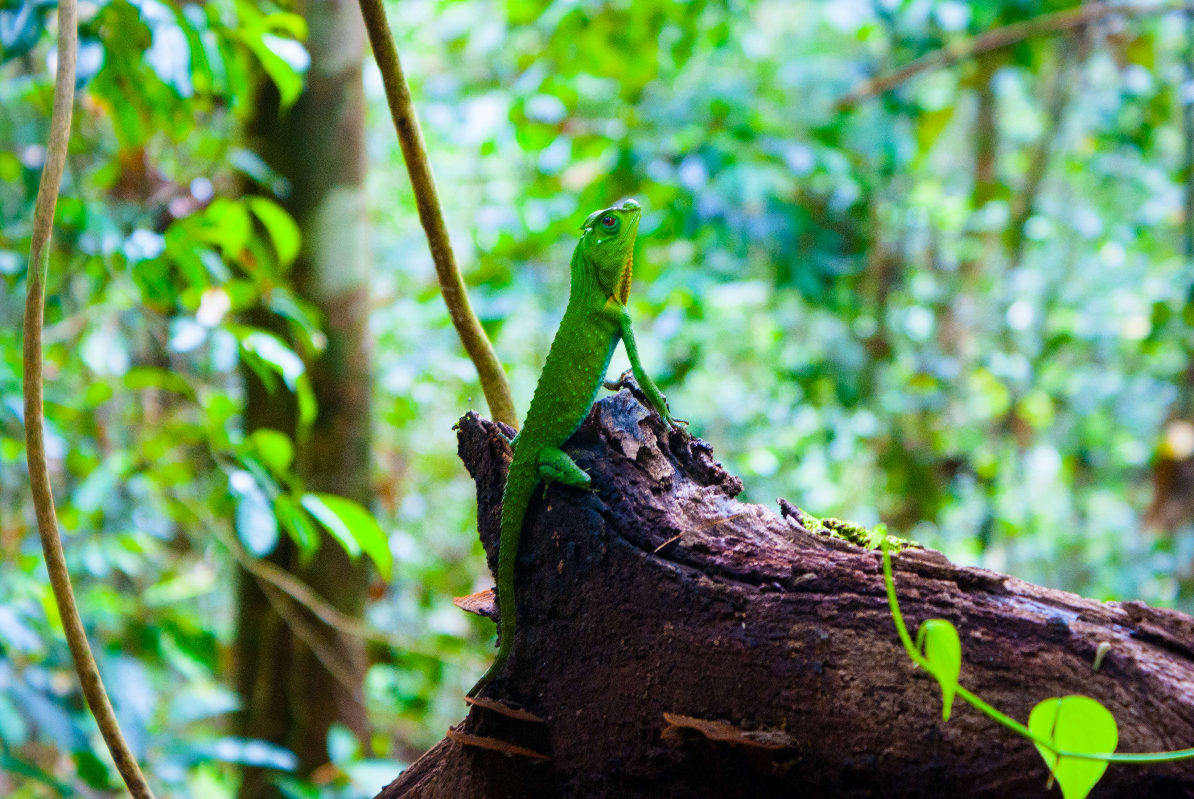 Image of LyreShead Lizard