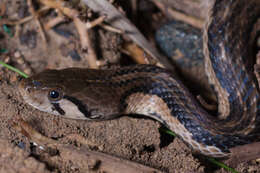 Image of Checkered Keelback Snake