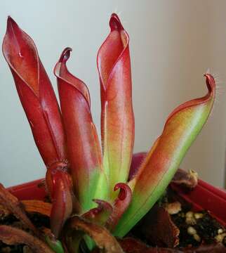 Image of Heliamphora