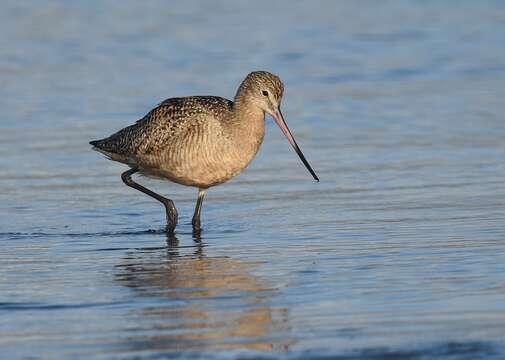 Image of Marbled Godwit