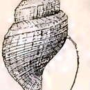 Image of Curtitoma hebes (Verrill 1880)
