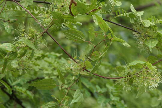 Imagem de Clematis javana DC.