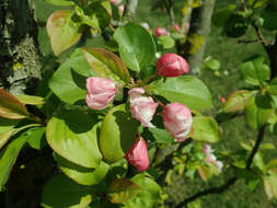 Image de Malus micromalus Makino