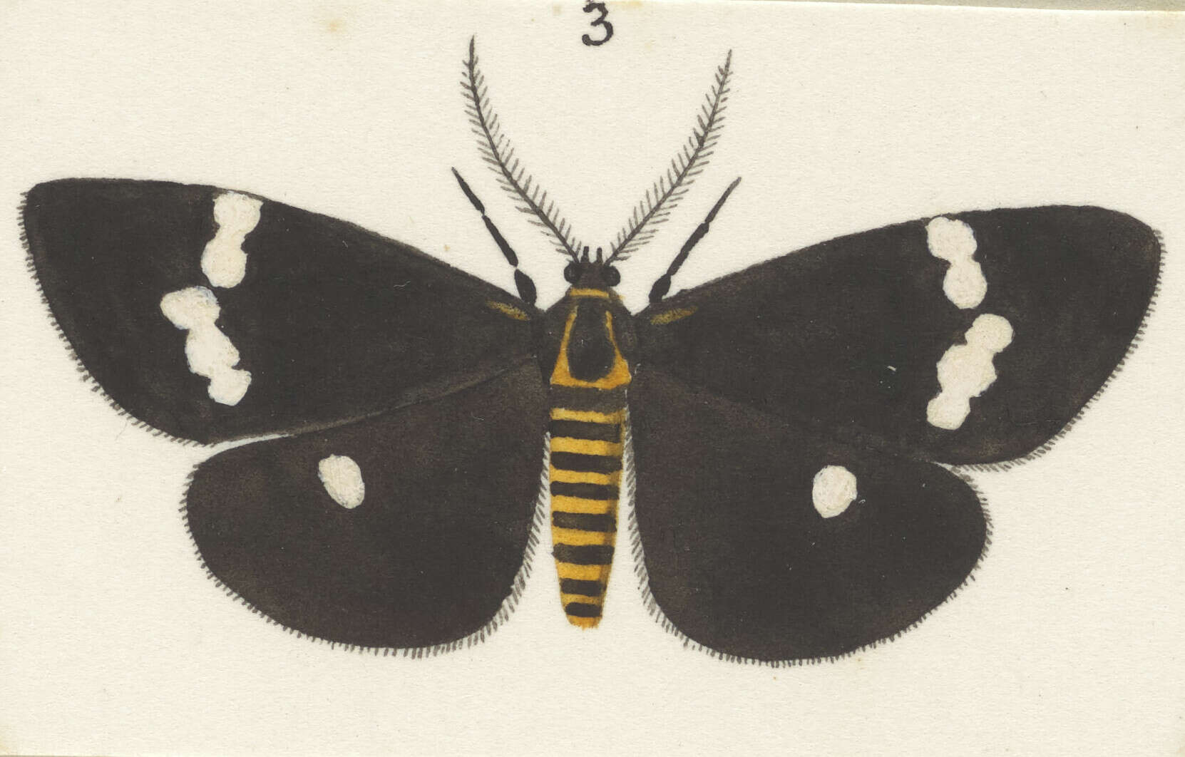 Image of Nyctemera annulata