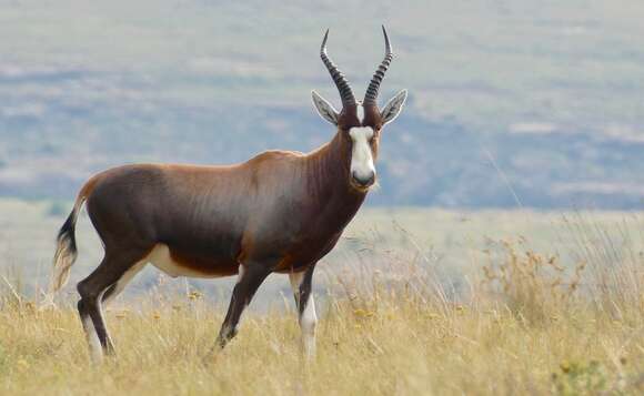 Image of Blesbok