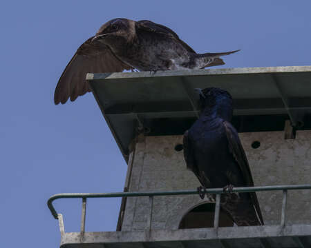 Image of Purple Martin