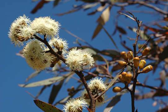 Image of Eucalyptus scyphocalyx (Benth.) Maiden & Blakely