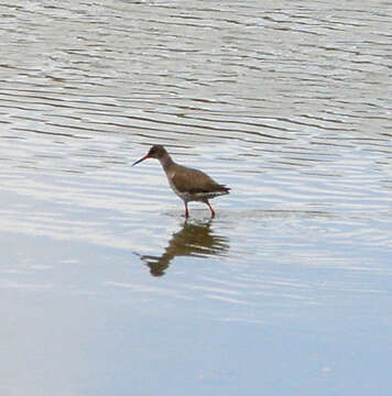 Image of Common Redshank