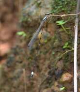 Image of Protosticta sanguinostigma Fraser 1922