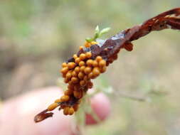 Image of Egg-shell Slime Mould