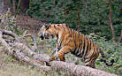 Image of Tiger