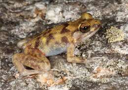 Image of Blotched boulder-frog