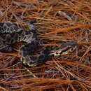 Image of Olmecan Pit Viper