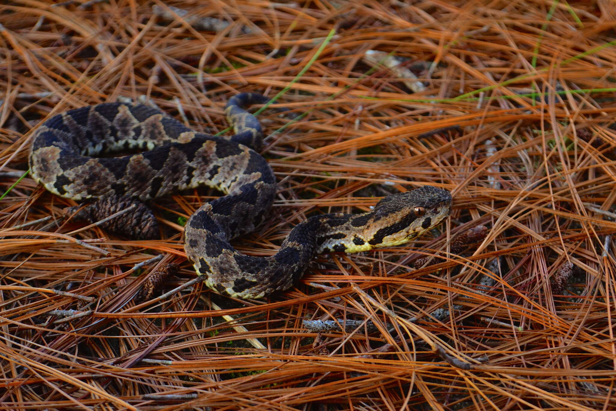 Image of Olmecan Pit Viper