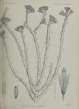 Image of Kleinia scottii (Balf. fil.) P. Halliday