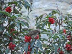 Image of Whinchat